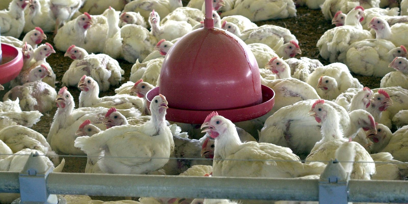 China suspende proibição de compra de carne de frango do Brasil