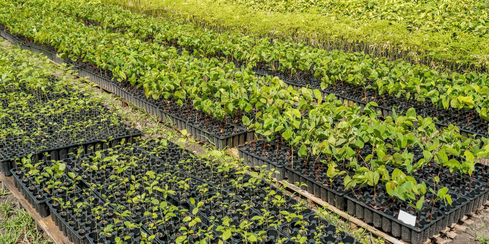Casal produz espécies nativas da Amazônia e impulsiona reflorestamento
