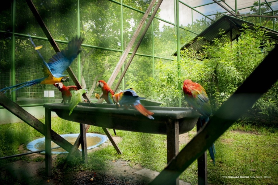 Bosque dos papagaios reforça regras para proteger animais silvestres
